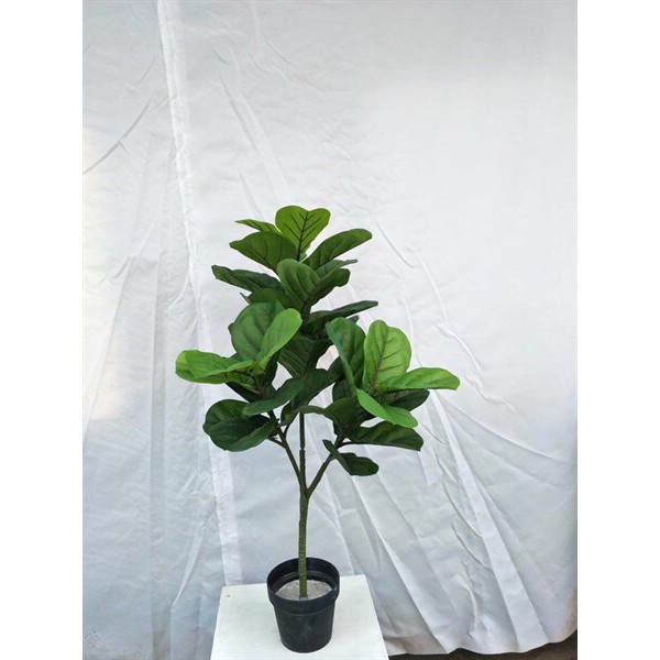 Cây bàng singapore giả