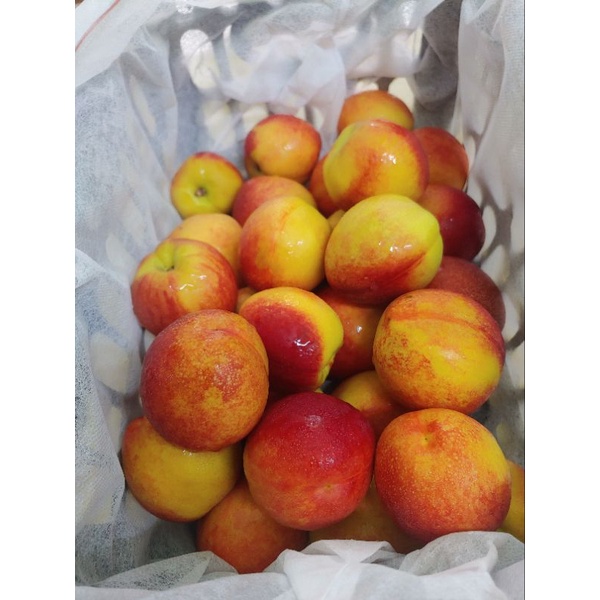 HCM Free Ship - Đào Đỏ Sapa giòn ngọt Combo 2kg