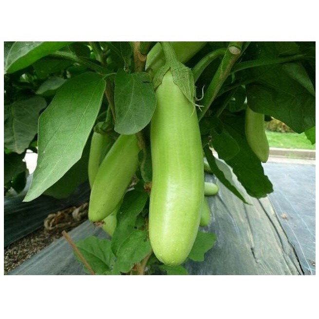 Hạt giống cà xanh mỡ năng suất cao gói 1gam giá rẻ