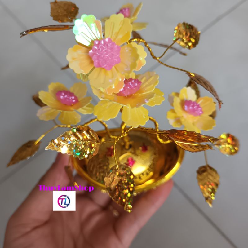 Cây cành vàng lá ngọc mini nhỏ xinh xinh để bàn thu hút tài lộc