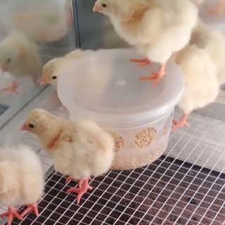 Máng ăn gà con mới nở