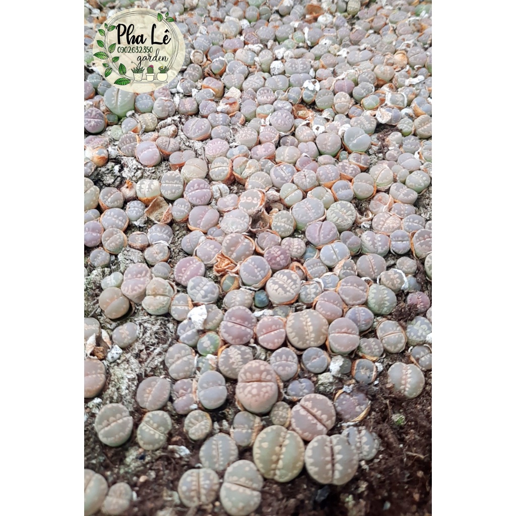 1 bé sen mông trứng khủng lỏng tròn cute sale