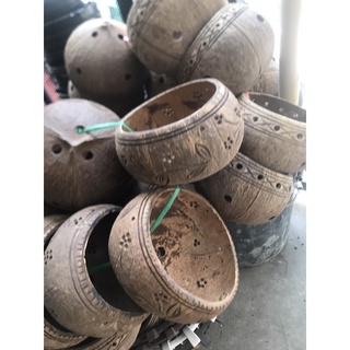 Gáo dừa treo lan