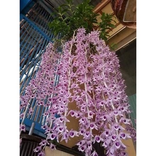 Hoa Lan phi điệp (1 bó 10 thân đủ màu)