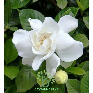 Cây Bạch Thiên Hương