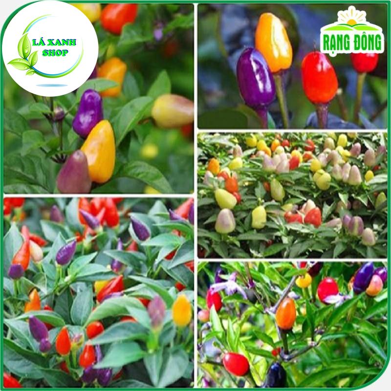 Hạt giống Ớt Ngũ Sắc Trái Sai, Trồng Quanh Năm, Ớt Ăn Được hoặc Dùng Làm Kiểng - Hạt Giống Rạng Đông