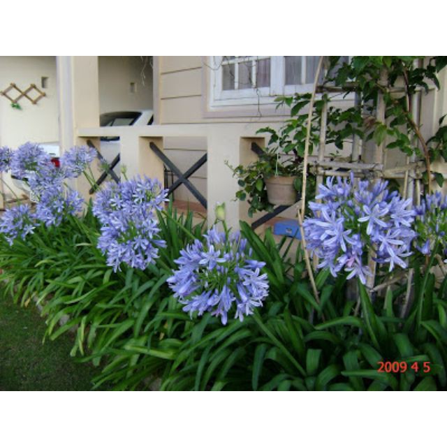 20 Hạt giống Hoa Thanh Anh Mùa Hè Bất Tận