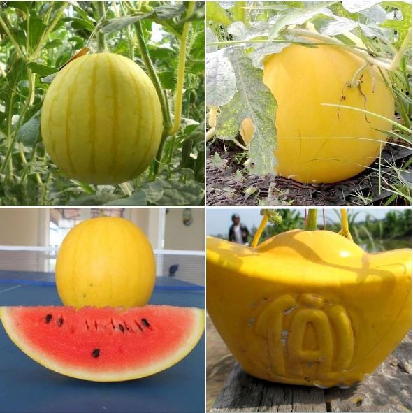 Hạt giống dưa hấu vỏ vàng ruột đỏ - Gói 15 hạt