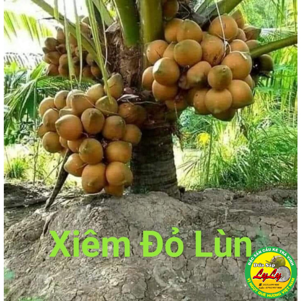 CÂY GIỐNG DỪA XIÊM ĐỎ