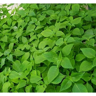 Bầu Cây Rau Kinh Giới