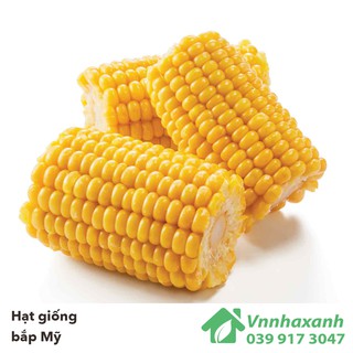 Hạt Giống Bắp Mỹ - Bantam