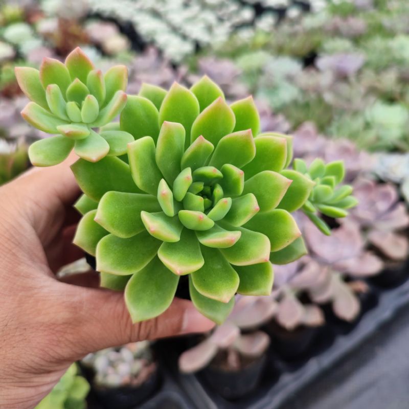 Sen Đá Mặt Trời Size 5-8cm, Sen Đá Vườn PANDAA GARDEN Xuất Xứ Đà Lạt Khoẻ Đẹp, Thích Nghi Mọi Khí Hậu, Lỗi 1 Đổi 1