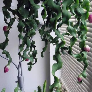 Chậu Nhật Quỳnh Lá Xoắn