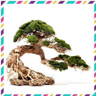 [Siêu Rẻ] Lũa Bonsai mini cho bể cá thủy sinh 25x20