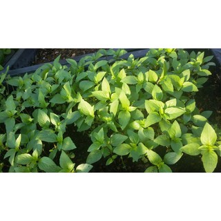 5GR - HẠT GIỐNG RAU QUẾ LÁ TO