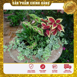 Bộ gói hạt giống Rau tía tô