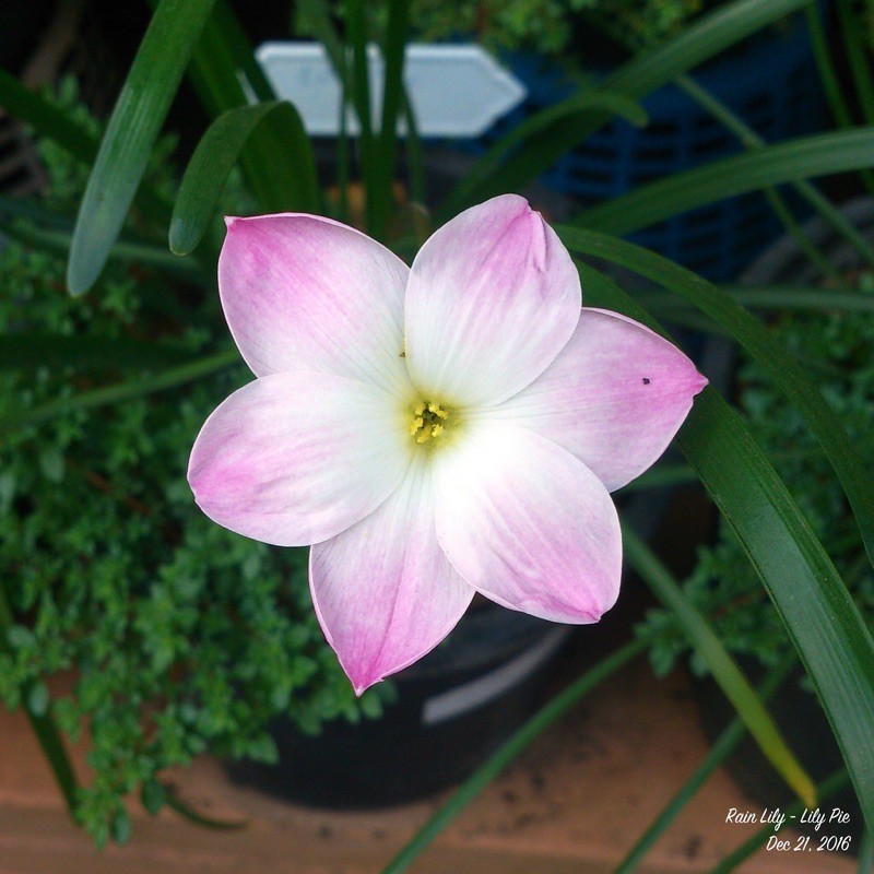 Củ huệ mưa lily pies