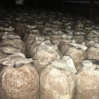 Phôi Nấm Bào Ngư 🍄 cực đễ trồng 🍄 giá gốc (COMBO 5 PHÔI NẤM)