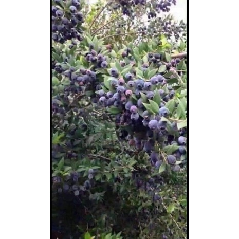 CÂY SIM RỪNG GIỐNG