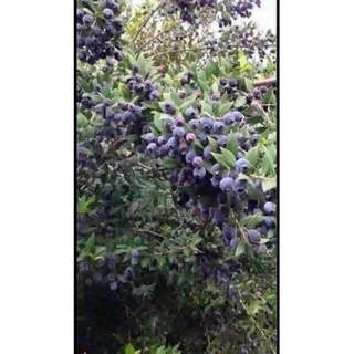 Cây sim rừng giống