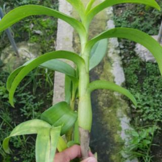 Hoa lan denro lai cát  ( cattleya)