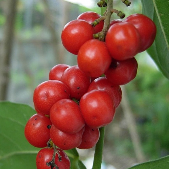 3 hạt lá móc mật 👉 ☘️ dễ nảy mầm 🌱 lên nhanh, nhiều lá