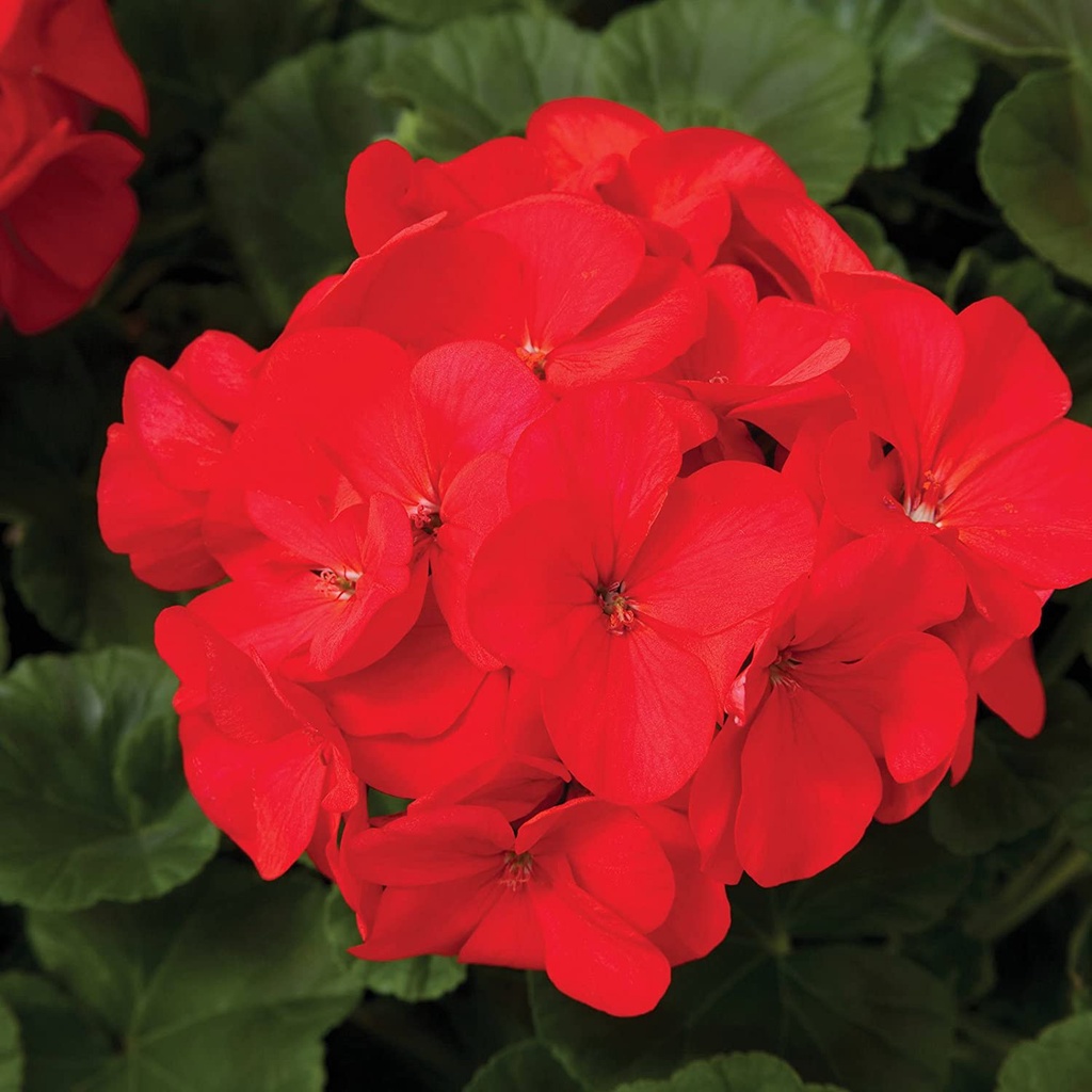 Maverick F1 Series Hạt giống phong lữ thảo vườn - Trắng - Hạt giống làm vườn hoa hàng năm - Pelargonium x hort