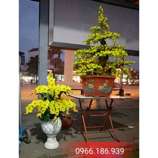 Combo bộ nguyên liệu hoa lan hồ điệp vàng