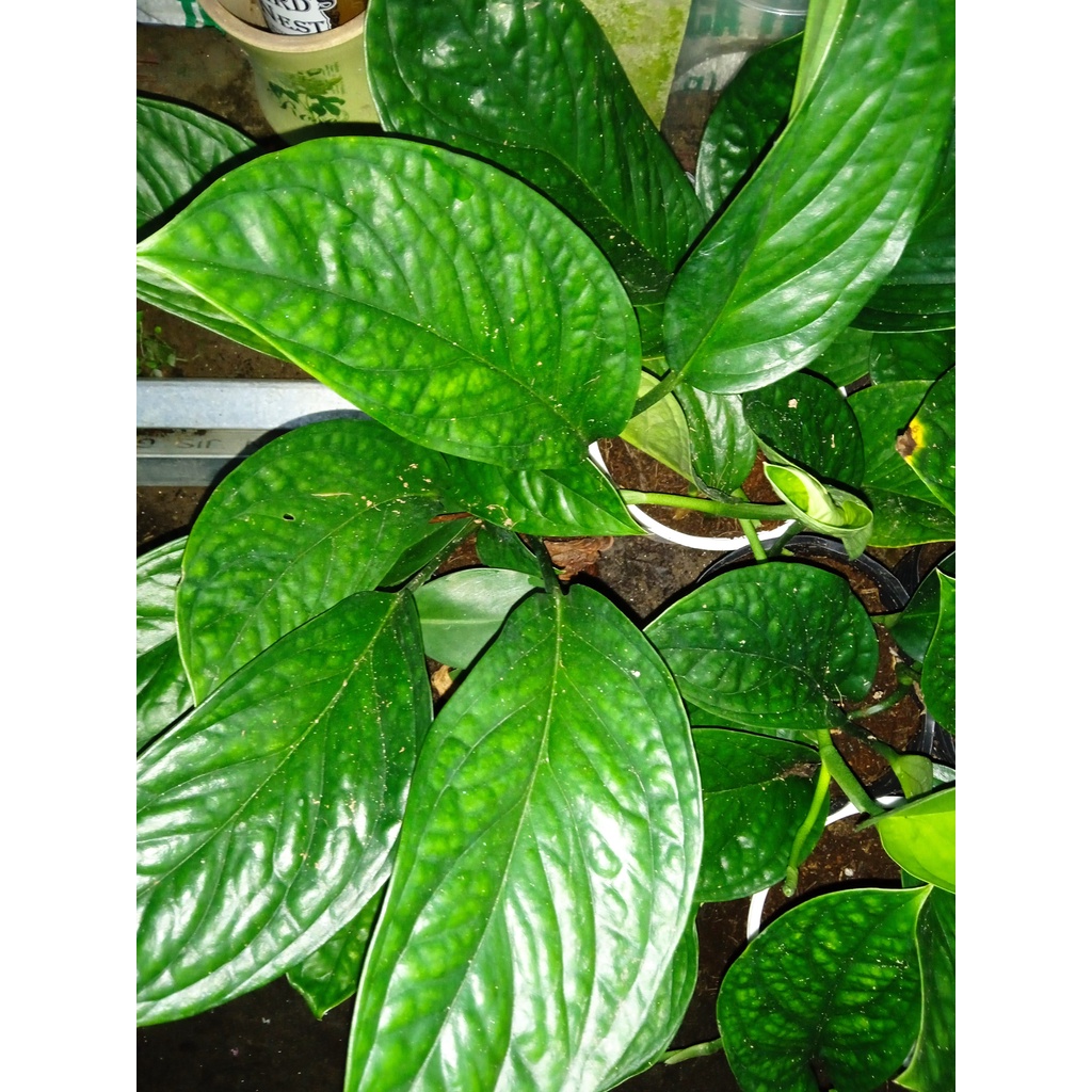 Cây trầu bà hạnh phúc - Vân nổi - rõ và đẹp mắt [Monstera Peru]