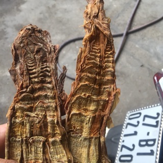 Com bo măng rừng Điện Biên, nấm hương rừng , miến dong