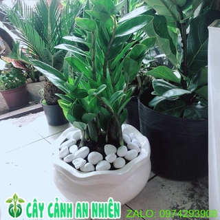Chậu cây kim tiền