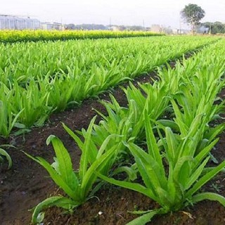 500 Hạt giống rau diếp thơm dễ trồng