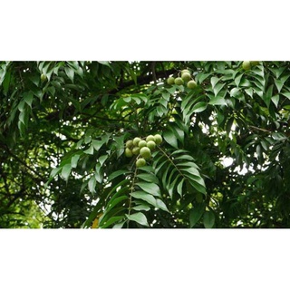 cây sấu giống (cây khỏe nhanh có trái)