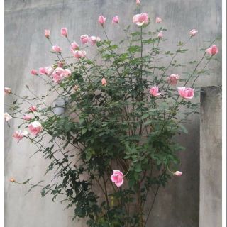 Chậu hoa hồng nữ hoàng sadec