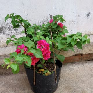 Cây Bông Giấy Đỏ Chùm Xoan