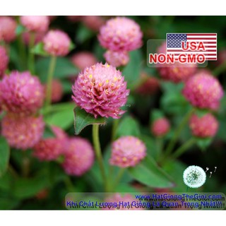 10GR 4100.HẠT Hạt Giống Cúc Bách Nhật Salmon (| -KD: B26*V72)