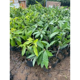 Cây giống lê kima
