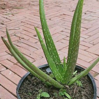 60 cây con Nha đam giống Mỹ be to