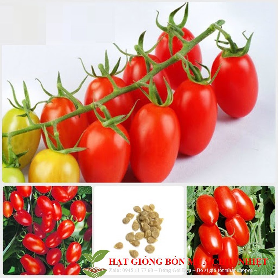 GÓI 10 Hạt Giống Cà Chua Trứng Hồng Chịu Hạn ĐẾN MÙA TRỒNG TẾT luckyseed hạt siêu rẻ