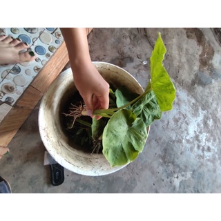 dọc mùng bạc hà