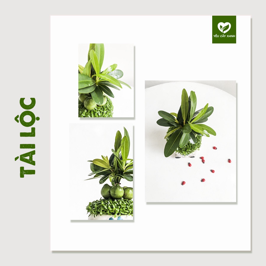 Cây Tài Lộc - Cây May Mắn để bàn xinh xắn chậu sứ