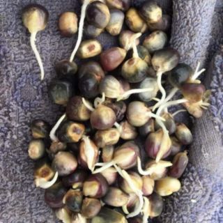 Hạt giống lạc đen kokuma