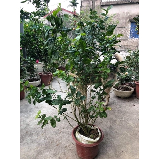 Cây hoa nhài ta (hoa lài) cánh kép siêu thơm