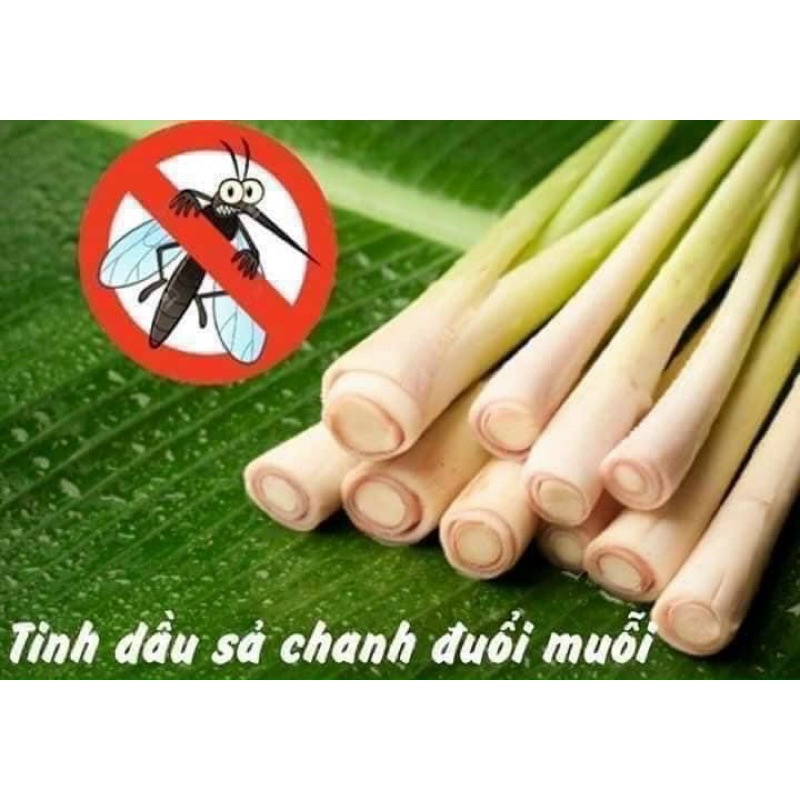 TINH DẦU XẢ CHANH NGUYÊN CHẤT- 1 lít