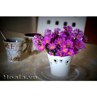Hạt Giống Hoa Cúc Thạch Thảo ( 50 Hạt)