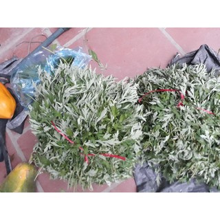 500g ngải cứu khô