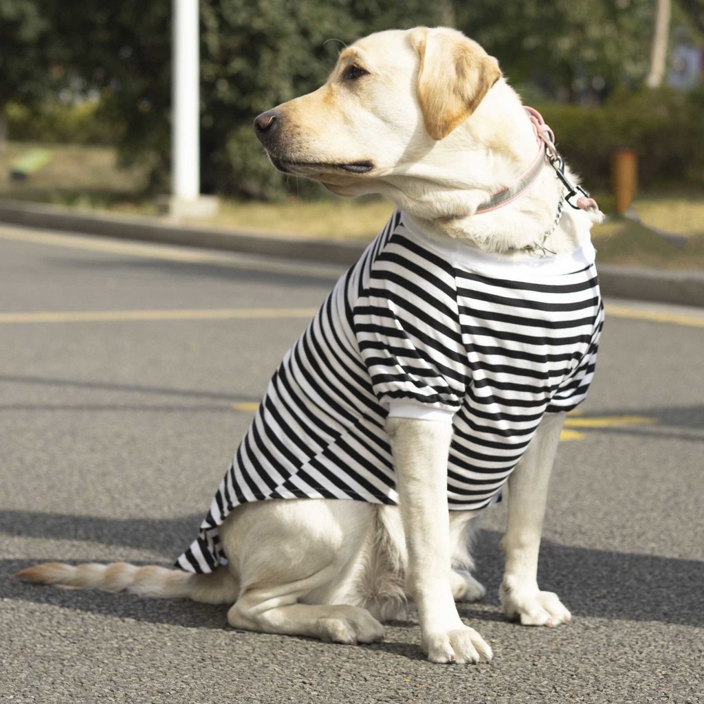 Quần áo cho chó lớn vừa và Golden Retriever Bông tinh khiết hai 