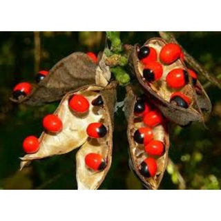 Hạt cây cam thảo dây và hạt ràng ràng công trình