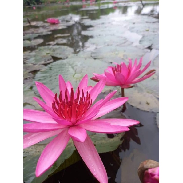 Củ giống hoa súng Việt