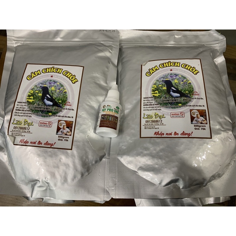 Cám chích choè lão đại